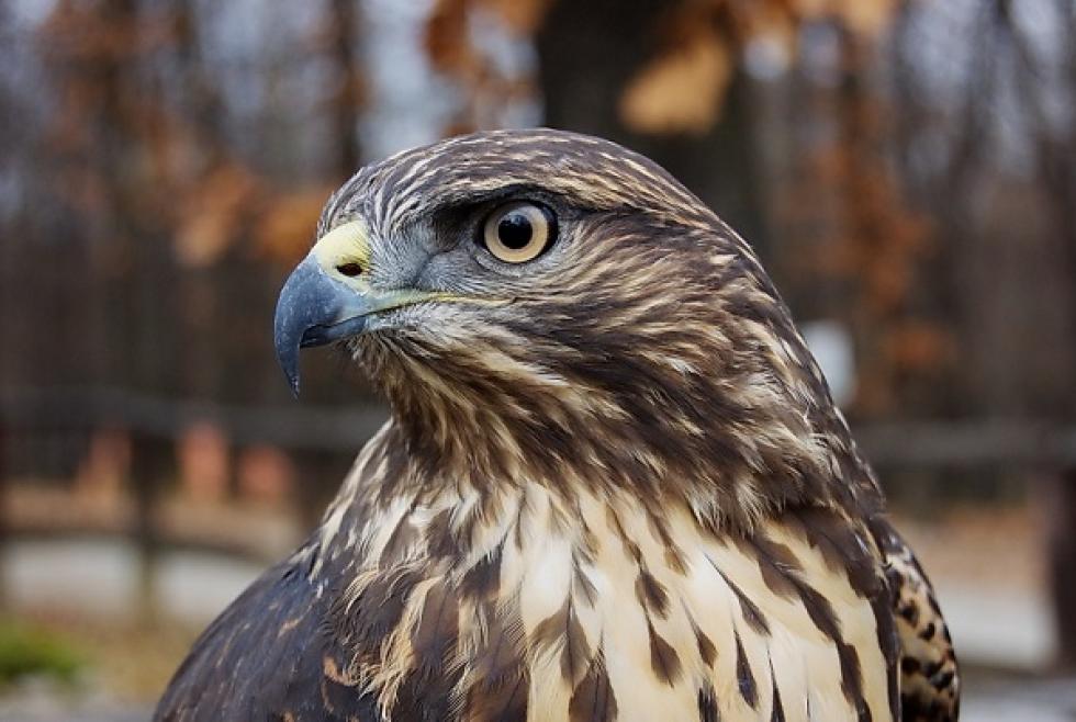 Védett madarak megmérgezése miatt rendelt el nyomozást az ügyészség