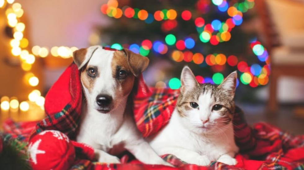 A házikedvencek tették tönkre a karácsonyt