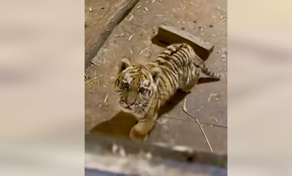 Rendészeti Államtitkárság: tigrist találtak egy tiszafüredi házban