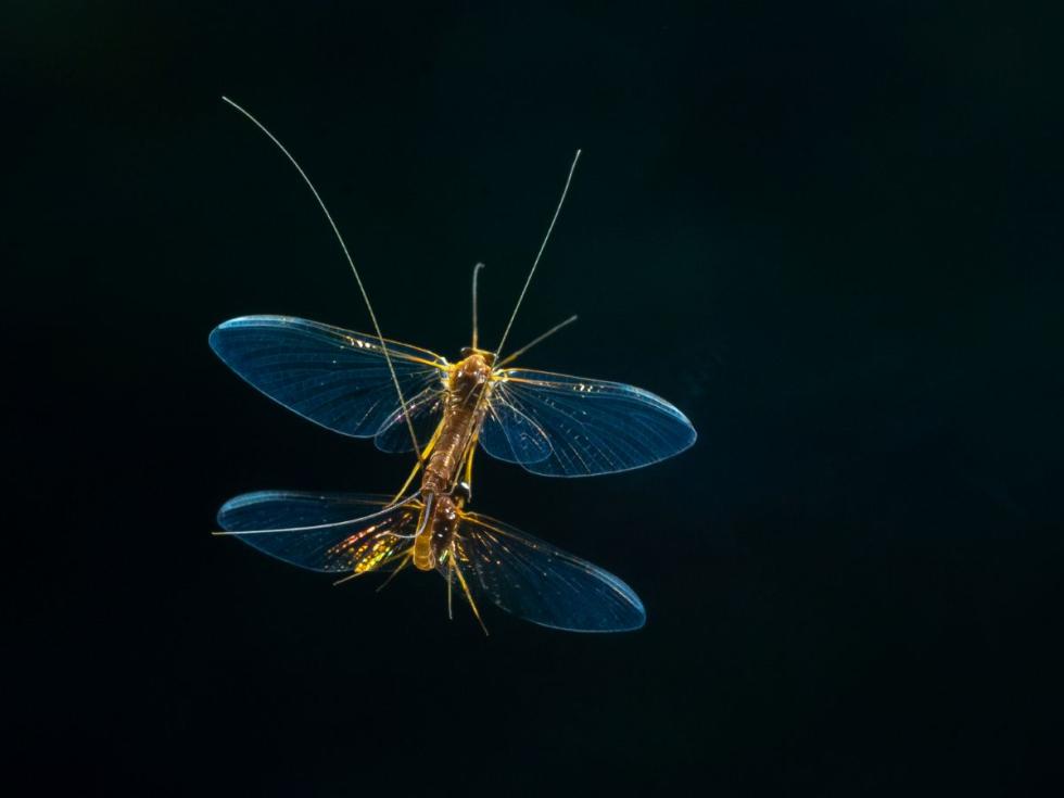 Különleges szemük segíti a hím kérészeket a pártalálásban