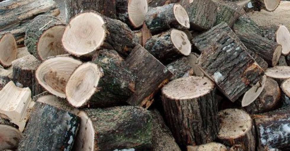 Nébih: ismét megjelentek a tűzifacsalók