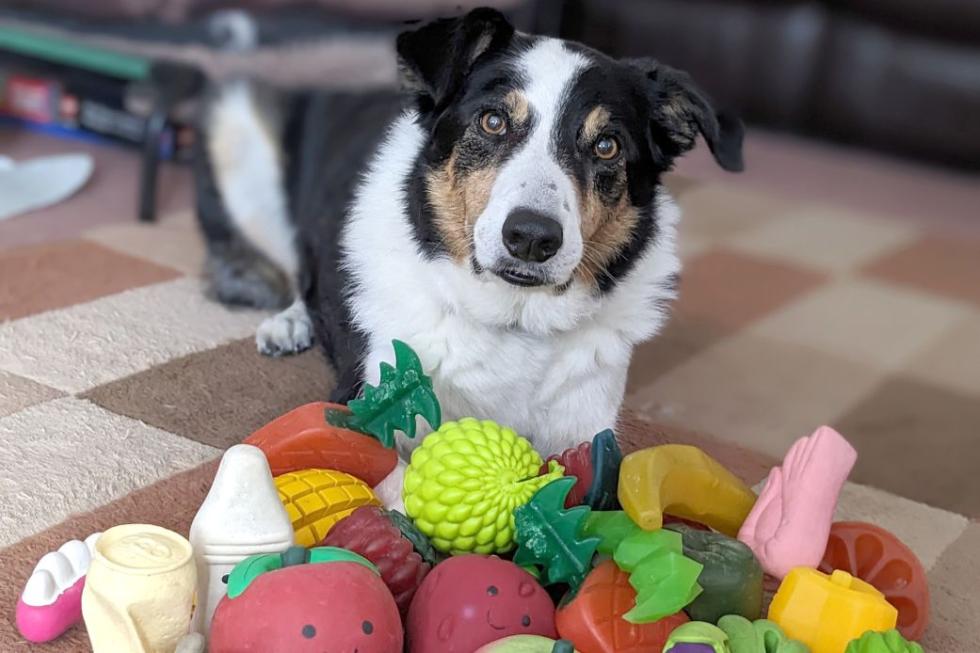 Az ELTE etológusainak vizsgálata szerint a kutyák gazdáik beszélgetéséből is képesek új szavakat tanulni