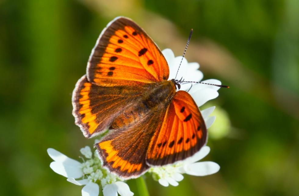Az év lepkéje 2026-ban a nagy tűzlepke