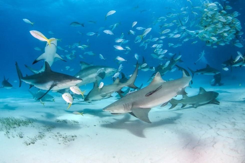 A turizmus miatt jelenhetett meg kokain és fájdalomcsillapító a bahamai cápák vérében