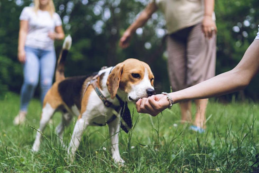 Ne szagoltasd meg a kezed idegen kutyával, mert könnyen fenyegetésként értelmezheti!