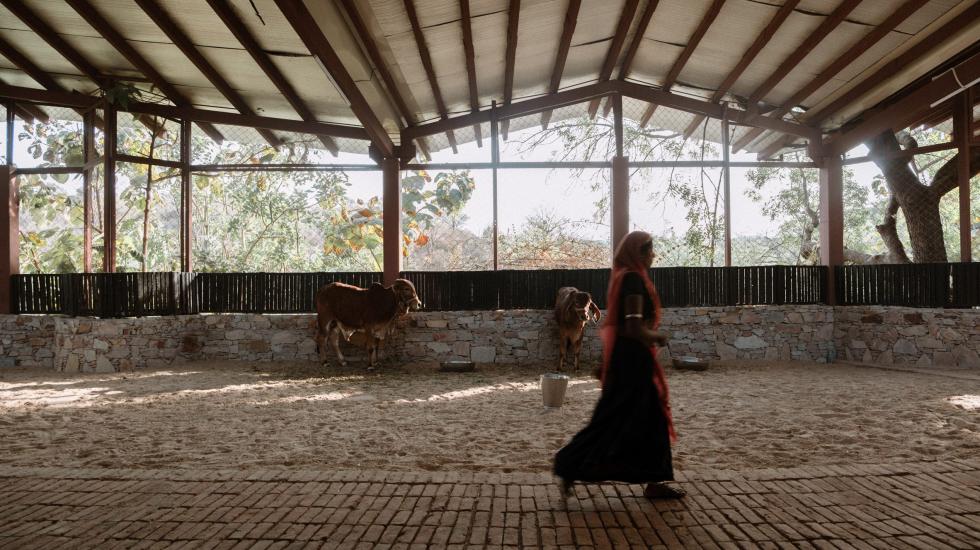 Körforgásos építészet és vidéki innováció: fenntartható tejgazdaság Indiában