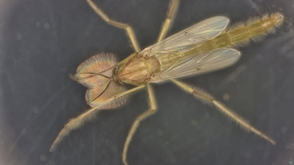 Idén kisebb árvaszúnyograjzás várható a Balatonnál