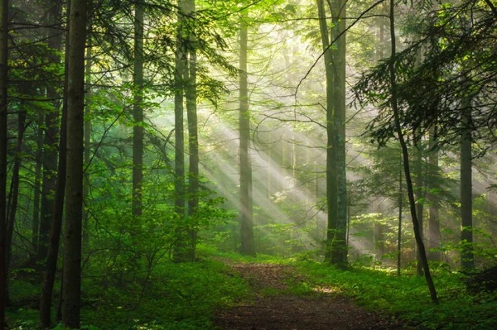 A fák ultrahanggal jeleznek, ha stressz éri őket