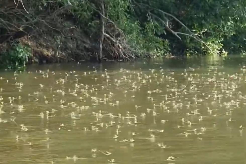 Rendőrség: megkezdődött a Tisza virágzása, tilos a védett állatok élő vagy elhullott példányainak gyűjtése