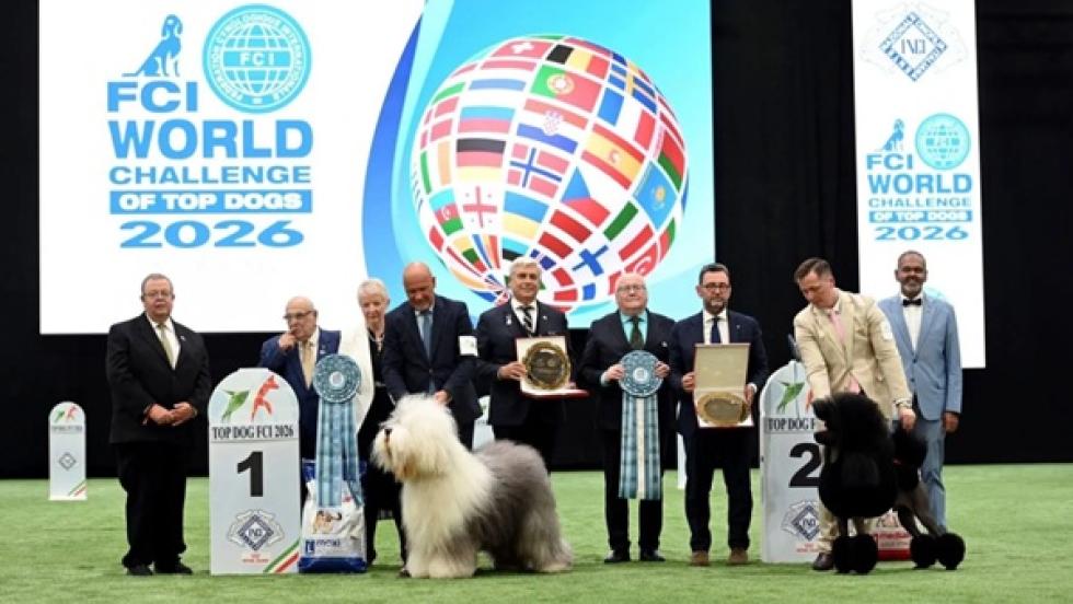 Magyar tulajdonú bobtail lett a világ legszebb kutyája Bolognában
