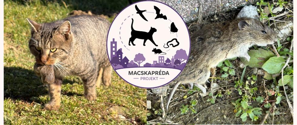 A házimacskák vadászatát térképezik fel lakossági megfigyelésekkel a HUN-REN kutatói
