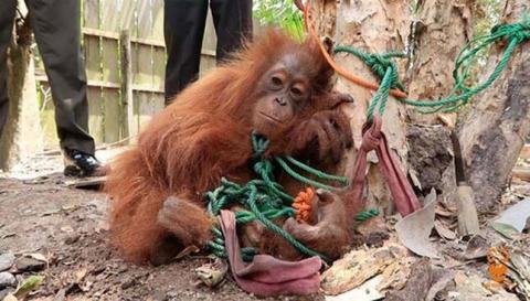 Fához kötve árulták az ellopott orángután kölyköt Borneón