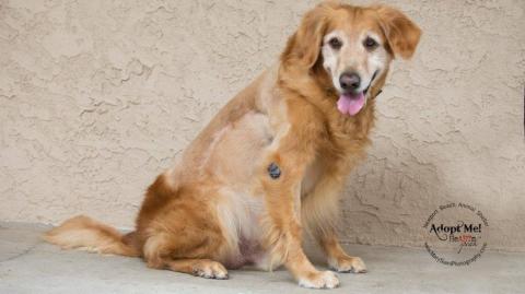 Börtönt kaphat a nő, aki nem kezeltette hatalmas tumortól szenvedő kutyáját