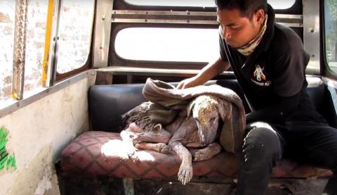 Kővé vált bőrű, rühes kutyust mentettek meg az állatvédők  - videó