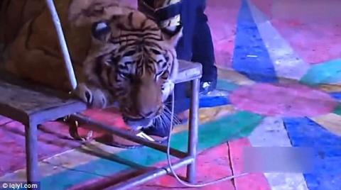 Lekötözték a tigrist a cirkuszban, hogy ráülhessenek a nézők – megrázó videó