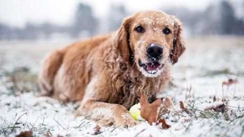 Tartsd helyesen a kutyádat télen!