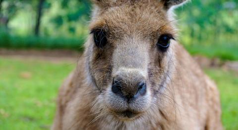 Iszapba ragadt kengurut mentett meg egy segítőkész pár  - videó