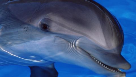 Pólóba öltöztetett delfint keresnek, hogy megmentsék az életét