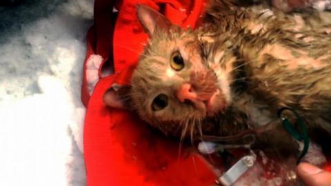 Oxigénmaszkkal mentette meg a tűzből kihozott cicust a tűzoltó  -videó