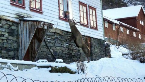 Minden télen visszatér a szarvas a 88 éves norvég nénihez