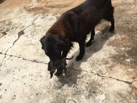 Hihetetlen, mit mentett ki a szemétből egy kutya Brazíliában