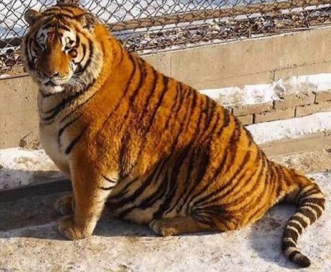 Garfieldok lettek a kínai állatkert túletetett tigrisei