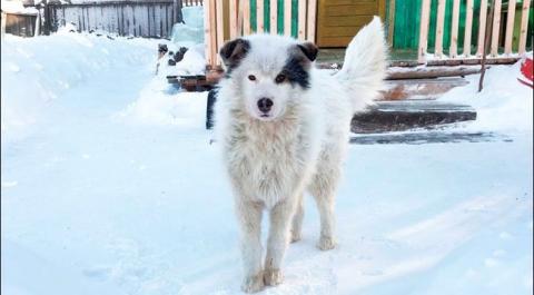 Hős kutya tartotta életben a verandán hagyott gyereket Szibériában