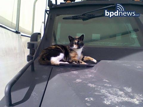 Kommandósok fogadták be a kóbor cicát a bostoni rendőrségen