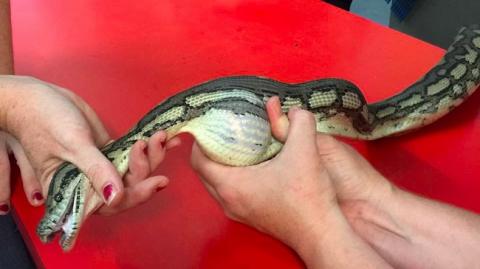 Bizarr videó: így nyomták ki a kígyóból a lenyelt teniszlabdát