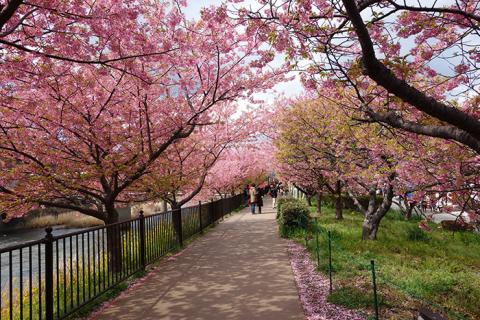 Beköszöntött a tavasz Japánba - virágba borultak a cseresznyefák