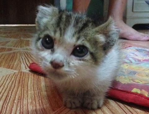 Kegyetlen dolgot műveltek ezzel a kiscicával az állatkínzók Manilában 18+