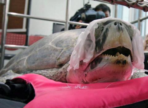 Döbbenet, hogy mit találtak a teknős gyomrában Thaiföldön - videó