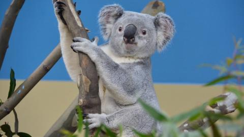 Súlyos beteg a Fővárosi Állatkert egyetlen koalája