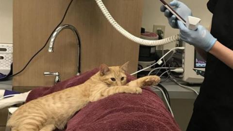 Gyógyító cica nyugtatja meg a műtétre váró állatokat egy menhelyen-  videó