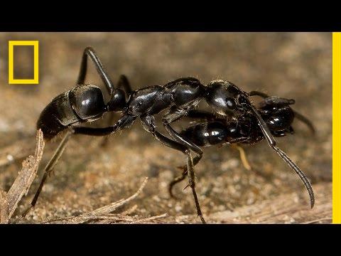 A hangyákban nagyobb az összetartás, mint az emberekben? - elesett társaikat mentik meg a hangyák - videó