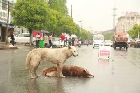 Szívszorító: forgalom közepén őrizte elgázolt társát a kutyus