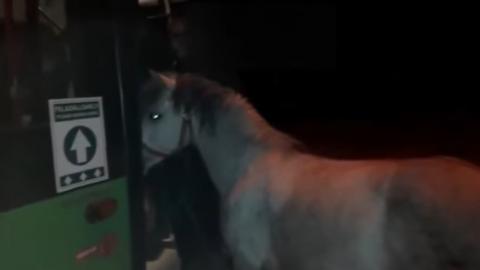 Elképesztő: lóval akart felszállni a buszra a pécsi férfi – videó