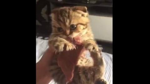 Tündéri kiscica ádáz harca egy darab húsért - videó