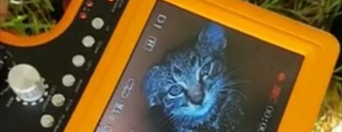 Látványos videó: így mentették ki csőkamerával a beszorult kiscicát