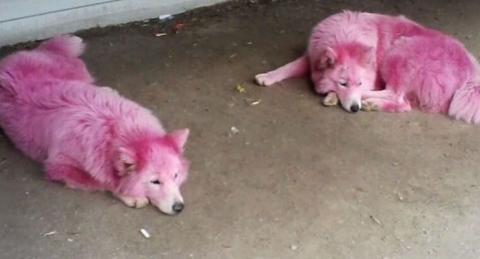 Rózsaszínre festett szamojéd kutyákat mentettek meg az állatvédők