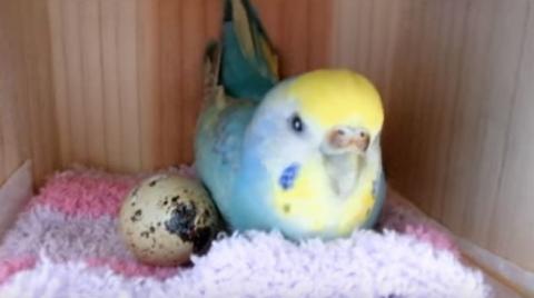 Meglepetés érte a nőt, aki tojást vett hullámos papagájának -videó