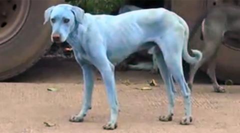 Kék színű kutyák lepték el Mumbait egy szennyezett folyó miatt - videó