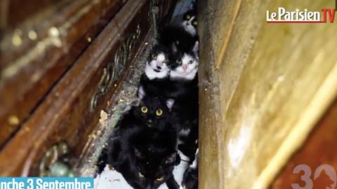 130 cicát zsúfolt be kis lakásába az őrült francia nő – videó