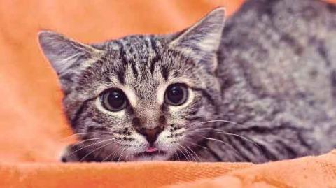 Macskavonatot indítottak a japánok a cicák népszerűsítésére  - videó