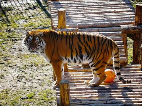 Drámai képek: látogatók mentették meg a gondozónőt a tigristől
