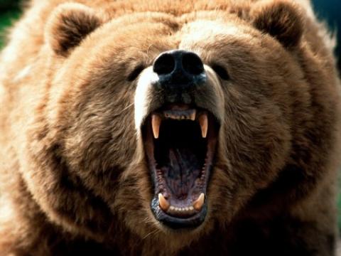 Brutálisan rátámadt a medve a magyarokra- sebesült is lett