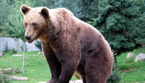 Elfogták a többször emberre támadó medvét