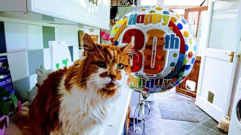 30. szülinapját ünnepelte a világ legidősebb cicája