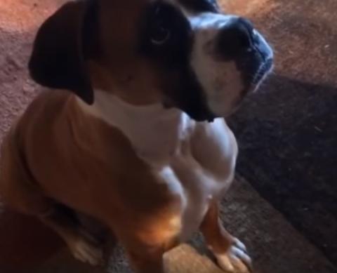 Az újszülött kutyáját élesztette újra egy férfi- VIDEÓ a cikkben