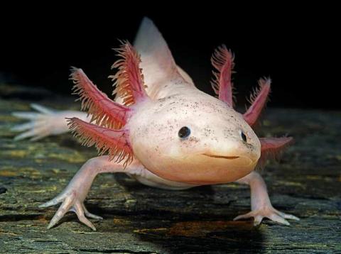 Tudod, hogy mi az axolotl?